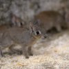 V lednu 2019 už se v Zoo Praha narodily také tři mary slaništní. Foto: Petr Hamerník, Zoo Praha.