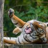 Samice tygra malajského Banya. Foto: Petr Hamerník, Zoo Praha.