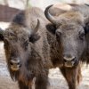 Prťka (na snímku vlevo) se narodila 1. září 2017. Jejími rodiči jsou samice Boženka (na snímku vpravo) a samec Tipito. Foto: Petr Hamerník, Zoo Praha.