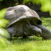 Největším benefitem výběhu je pro želvy možnost pastvy na zavlažovaném trávníku. Foto: Petr Hamerník, Zoo Praha