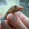 Z líhně se mláďata přesouvají do terária už v den vylíhnutí. Předtím je třeba je ještě rychle změřit a zvážit. Foto: Petr Hamerník, Zoo Praha.
