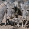 Foto: Petr Hamerník, Zoo Praha