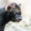 Chov psů pralesních je dnes v zoologických zahradách spíše výjimečný a příliš se nedaří. Foto: Petr Hamerník, Zoo Praha