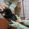 Po veterinární prohlídce je jasno – malá panda červená narozená v Zoo Praha 2. července je kluk. Foto: Petr Hamerník, Zoo Praha.