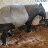 Pro samici Indah je sameček Morse druhým mládětem. Počala ho se samcem Nikem a porodila po více než čtrnácti měsících březosti. Foto: Petr Hamerník, Zoo Praha.