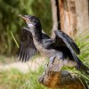 Kormorán černobílý pochází z Austrálie. Hnízdí v koloniích na stromech nad vodní hladinou (na snímku mládě). Foto: Petr Hamerník, Zoo Praha.