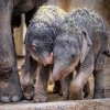 Sloní samičky od sebe dělí šest týdnů, již nyní jsou však skoro stejně velké. Foto: Petr Hamerník, Zoo Praha.