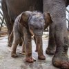 Samice slona indického Janita porodila svého druhého potomka po dlouhých 683 dnech březosti. S prvorozeným slůnětem Maxem byla Janita březí podstatně kratší dobu – 639 dní. Foto: Roman Vodička, Zoo Praha.