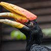 Matka samice dvojzoborožce Markéta je s 10 odchovanými mláďaty evropskou rekordmankou. Foto: Petr Hamerník, Zoo Praha