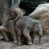 Malý Rudi (vpravo) si od Maxe nenechá nic líbit. Foto: Petr Hamerník, Zoo Praha 