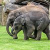 Slůňata Max a Rudi společně dovádí ve velkém travnatém výběhu. Foto Petr Hamerník, Zoo Praha.