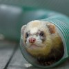 Fretka Barney bude závodit v Amfiteátru Rezervace Bororo v sobotu v 12.00. Foto: Petr Hamerník, Zoo Praha