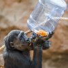 Druhý oslavenec Kiburi šikovně vybíral dobroty z dárkových barelů. Foto: Petr Hamerník, Zoo Praha.