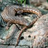 V Zoo Praha uvidíte čtyři dorůstající jedince v nokturnu pavilonu Indonéská džungle; mláďata zůstávají v akvateráriu v zázemí. Foto: Petr Hamerník, Zoo Praha.