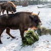 Krmení neprodanými vánočními stromky proběhne v Zoo Praha i u zubrů. Foto: Petr Hamerník, Zoo Praha