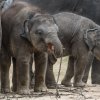 Max je šikovné slůně a umí už také velmi dobře používat chobot. Foto Petr Hamerník, Zoo Praha.