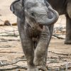 V sobotu se uskuteční v Zoo Praha oslava prvních narozenin slůněte Rudiho. Foto: Petr Hamerník, Zoo Praha
