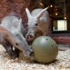 Oblíbenou pochoutkou hrabáčů jsou červi, které dostávají ve speciálním míči. Foto Petr Hamerník, Zoo Praha