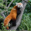 Samice Wilma utvoří pár pand červených se samcem Patem. Foto: Petr Hamerník, Zoo Praha.
