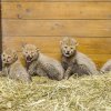 Pětici mláďat gepardů uvidí návštěvníci Zoo Praha v polovině srpna. Foto: Petr Hamerník, Zoo Praha