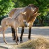 Matkou narozeného hříběte je klisna Jessica. Foto: Petr Hamerník, Zoo Praha.