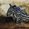 Tapír Budak Puntja se v Zoo Praha narodil 15. října 2015 a okamžitě se stal hvězdným mládětem. Foto: Petr Hamerník, Zoo Praha.