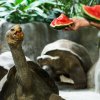 Želvy v úterý oslaví svůj světový den a letos poprvé dostanou své oblíbené melouny. Foto: Petr Hamerník, Zoo Praha