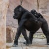 Sameček gorily nížinné Ajabu s matkou Shindou. Autor: Petr Hamerník, Zoo Praha