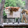 Sobota bude v Zoo Praha patřit tygrům. V rámci Mezinárodního dne dostanou dárky a to i tygr malajský Johann. Foto: Petr Hamerník, Zoo Praha.