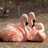 Plameňáci chilští jsou nádherní a snadno rozpoznatelní díky světle růžové barvě peří. Foto: Petr Hamerník, Zoo Praha.