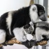 Vari bělopásý patří mezi jeden ze tří uznávaných poddruhů vari černobílého; v červeném seznamu IUCN jsou všechny tři vedené jako kriticky ohrožené. Foto: Vít Lukáš, Zoo Praha