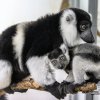 Vari bělopásý patří mezi jeden ze tří uznávaných poddruhů vari černobílého; v červeném seznamu IUCN jsou všechny tři vedené jako kriticky ohrožené. Foto: Vít Lukáš, Zoo Praha