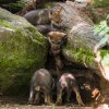 Vlčata už ochutnávají i maso. Foto: Petr Hamerník, Zoo Praha.