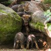 Vlčata už ochutnávají i maso. Foto: Petr Hamerník, Zoo Praha.