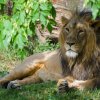 V sobotu si v Zoo Praha přijdou na své milovníci velkých kočkovitých šelem. Svůj den budou mít také lvi. Foto: Petr Hamerník, Zoo Praha.