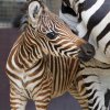 Samička podle chovatelů pije a prospívá dobře. Foto: Tereza Mrhálková, Zoo Praha.