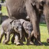 Malé sloní samičky (mladší na snímku uprostřed) se samicí Janitou. Foto: Tereza Mrhálková, Zoo Praha.
