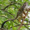 Kotul veverovitý je čilá opička, která v poměrně početných skupinách tráví většinu dne hledáním potravy vysoko v korunách stromů. V Zoo Praha má chovná skupina k dispozici krásnou vzrostlou moruši. Foto: Tereza Mrhálková, Zoo Praha.