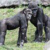 Nuru s bratrem Kiburim zvědavě obhlížejí nové kmeny. Vít Lukáš, Zoo Praha