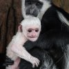 Mládě guerézy pláštíkové mohou vidět návštěvníci pražské zoo na Opičích ostrovech. Foto: Vít Lukáš, Zoo Praha
