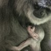Samice Alangalang se i tentokrát ujala role matky s dokonalou pečlivostí a svědomitostí. Od mláděte se nehne na krok. Foto: Vít Lukáš, Zoo Praha.