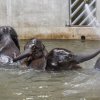 Slůňata Max a Rudi si užívají koupel se sprškou. Foto: Miroslav Bobek, Zoo Praha