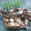 Podle šetření, jehož výsledky zveřejnila v roce 2015 organizace Birdlife International, je ve Středomoří každoročně zabito 25 000 000 volně žijících ptáků, z velké části nelegálně. Foto: IMPEL -ESIX 