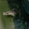 Krokodýli kubánští dostávají jednou týdně ryby nebo potkany. Záběry vznikly v běžně nepřístupném chovném zázemí Zoo Praha, kam se mohou podívat pouze předem objednaní návštěvníci. Foto: Miroslav Bobek, Zoo Praha.