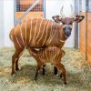 Poslední narozené mládě zatím zůstává s matkou Džazírou ve stáji. Foto: Miroslav Bobek, Zoo Praha.