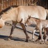 Druhé letošní hříbě koně Převalského porodila v úterý 21. dubna klisna Hara. Otcem samečka je geneticky cenný hřebec Len. Foto: Miroslav Bobek, Zoo Praha.