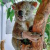 Foto: Zoos Victoria