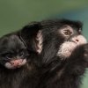 Mládě vzácného tamarína bělovousého se narodilo v Zoo Praha. Foto: Vít Lukáš, Zoo Praha