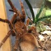 Milovníci živých sklípkanů si přijdou v Zoo Praha na své. Je zde výstava 60 druhů těchto pavouků. V teráriu zde najdou i druh Theraposa blondi. Foto: Martin Smrček, Zoo Praha.