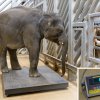 Max, první slůně počaté i narozené v Praze, už váží 1332 kilogramů. Foto: Petr Hamerník, Zoo Praha.